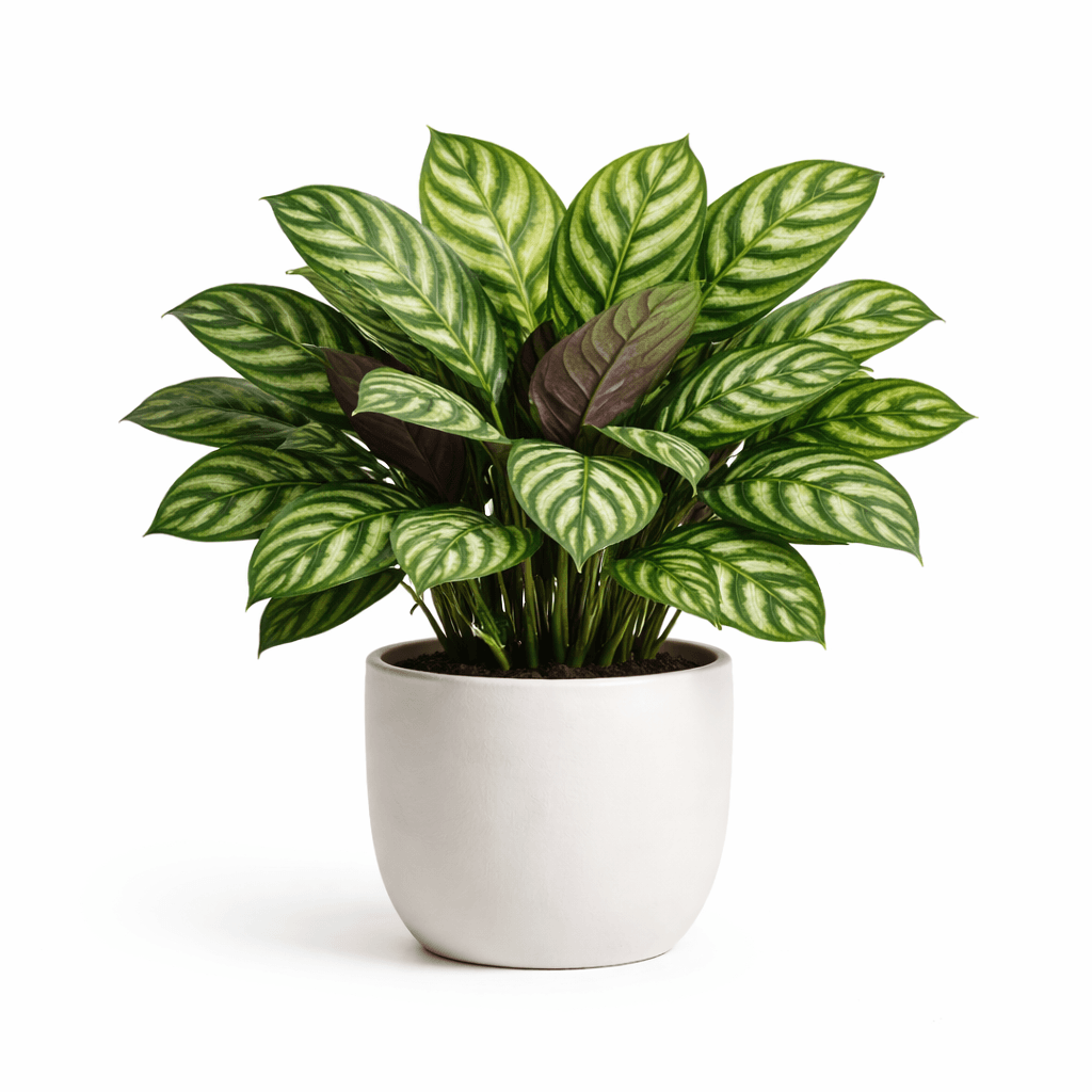 Peacock Plant