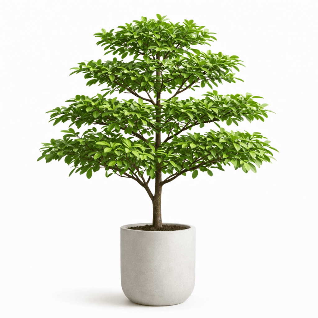 Madagascar Almond Tree