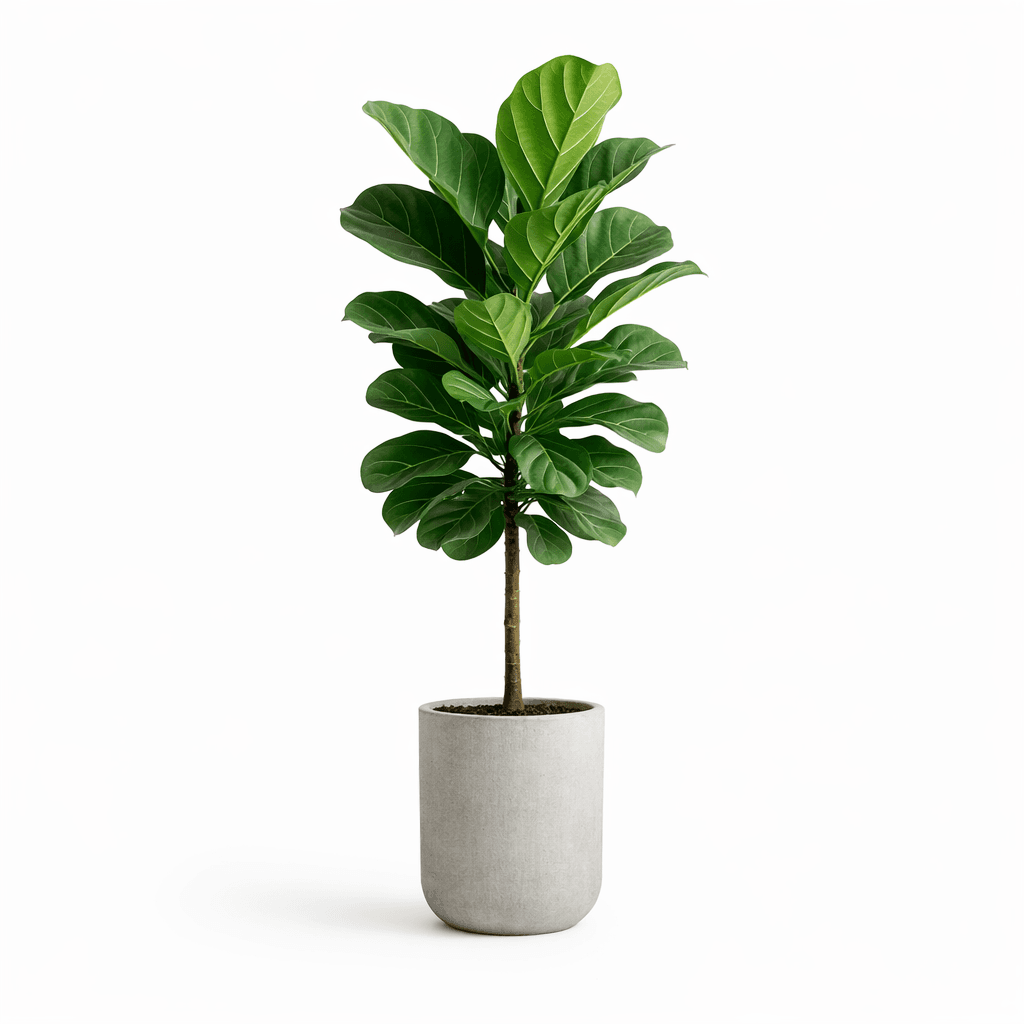Fiddle Leaf Fig