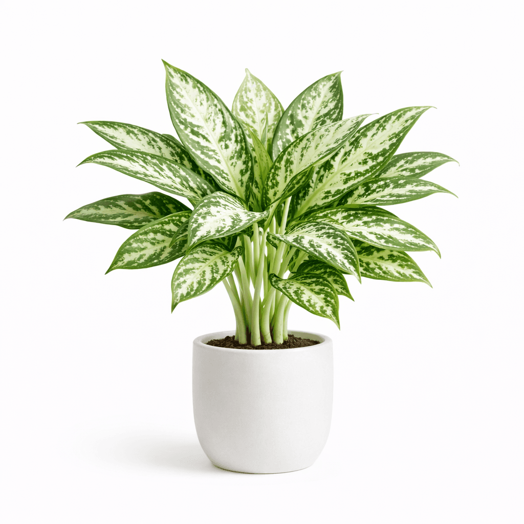 Chinese Evergreen White Stem