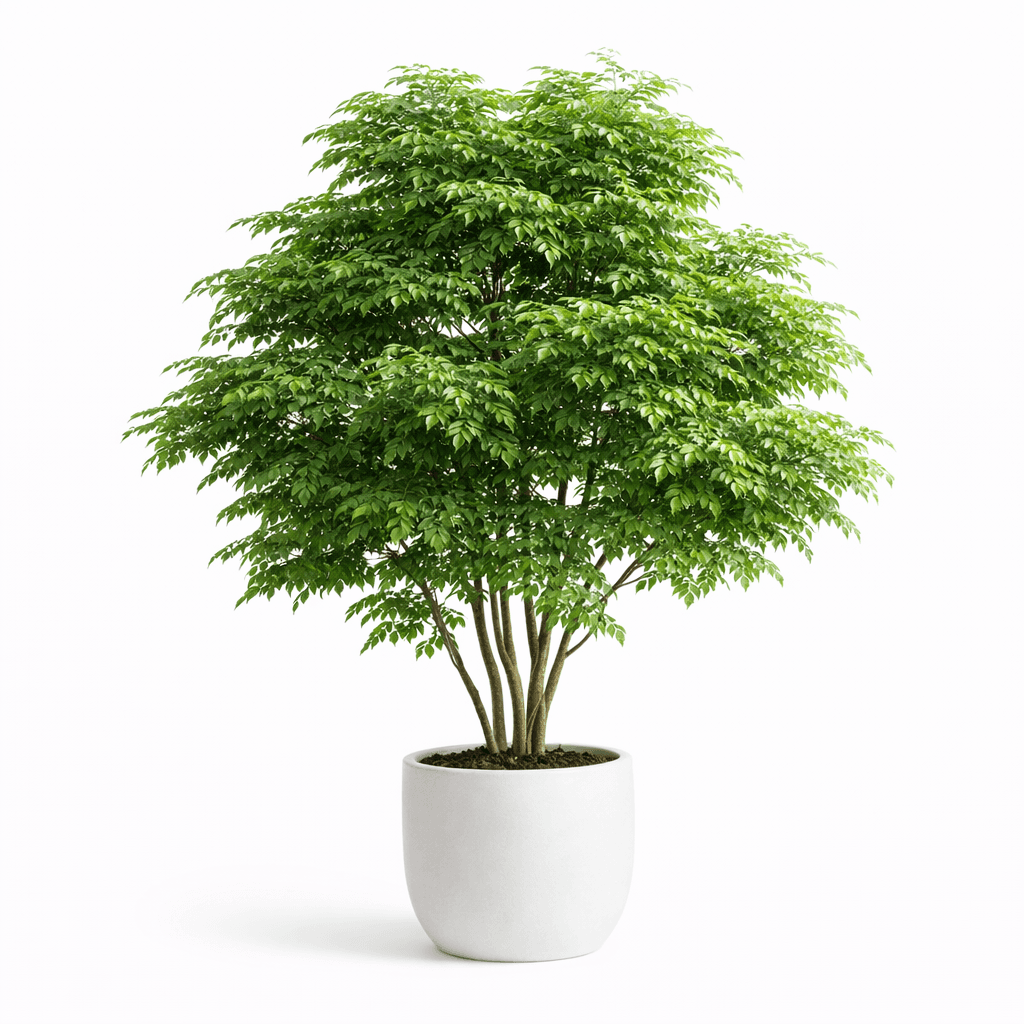 China Doll Plant