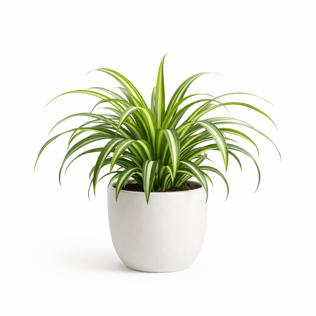 Spider Plant