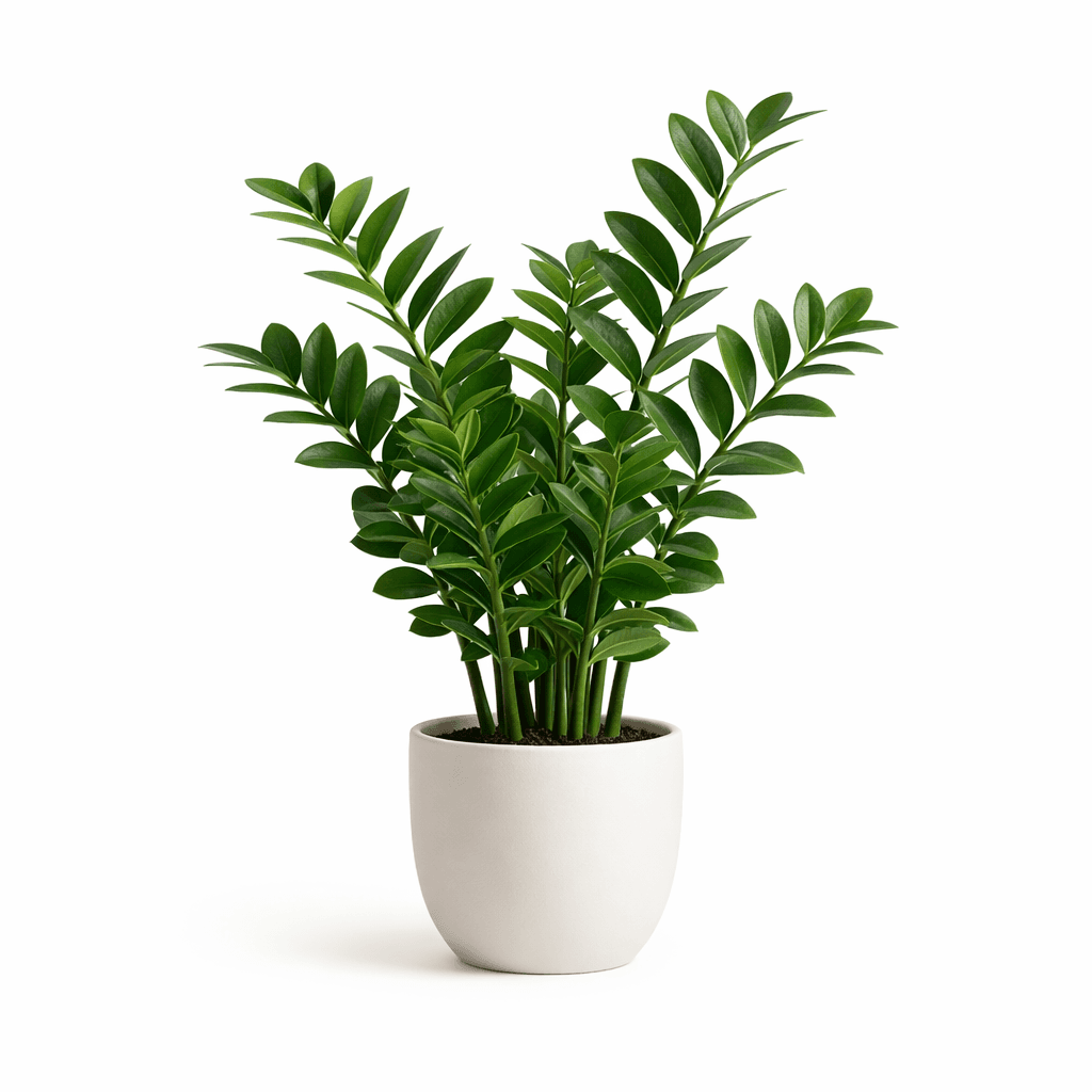 Lucky ZZ Plant