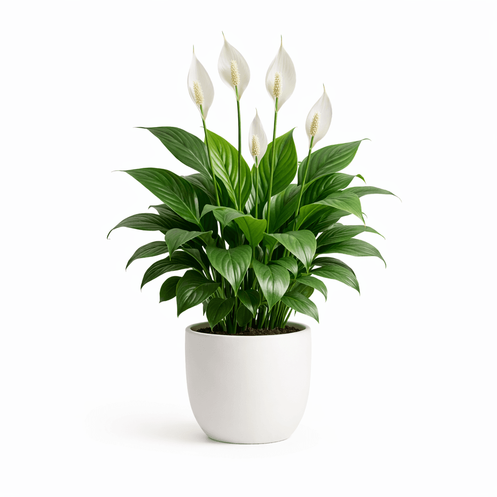 Peace Lily