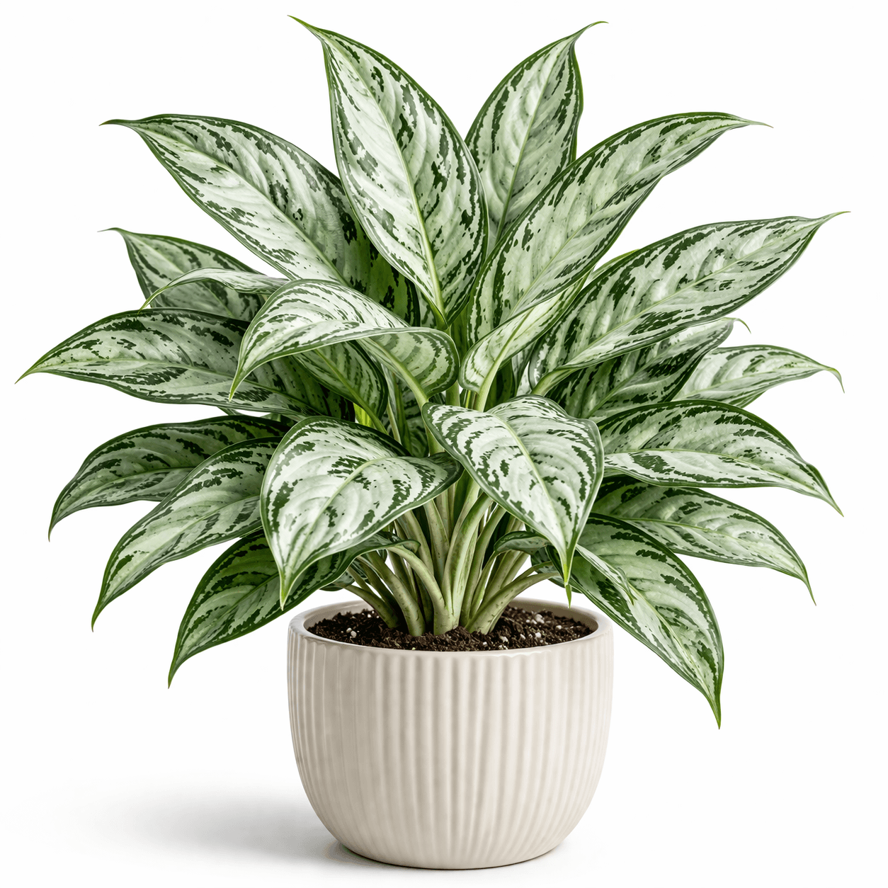 Aglaonema Snow White
