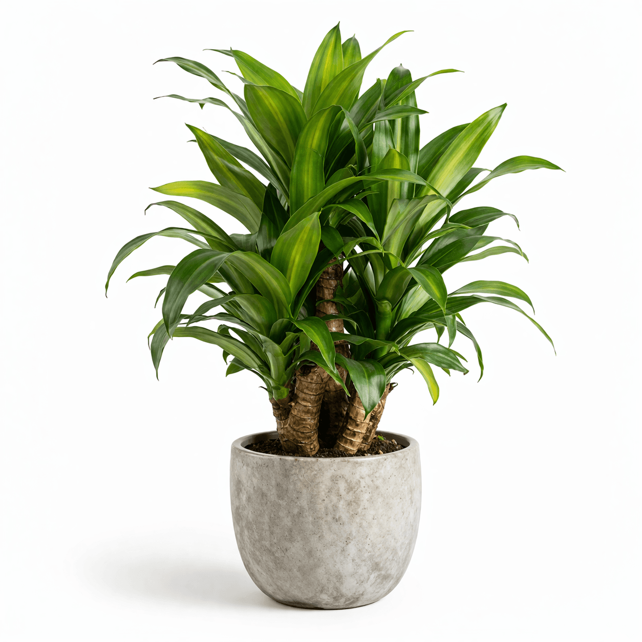 Lucky Mountain Dracaena