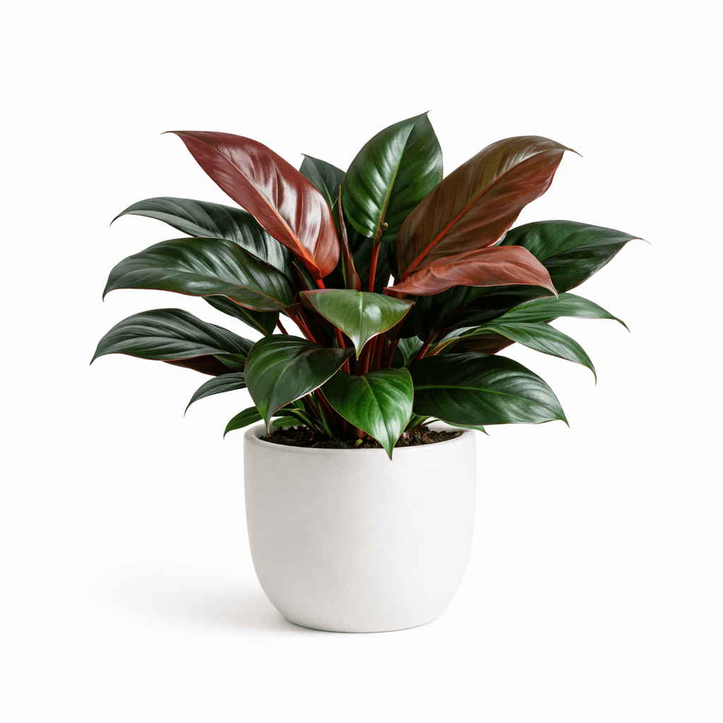Red Imperial Philodendron