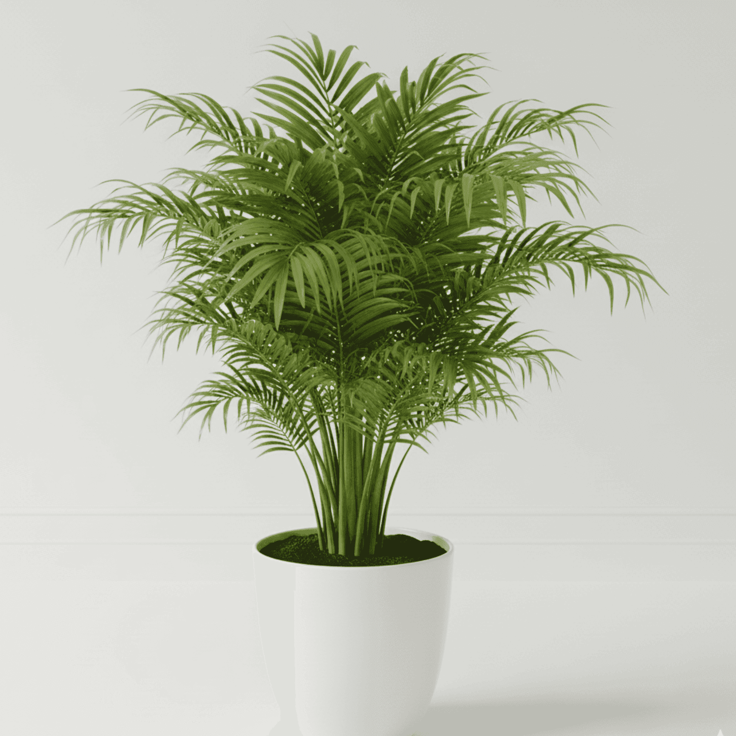 Areca Palm