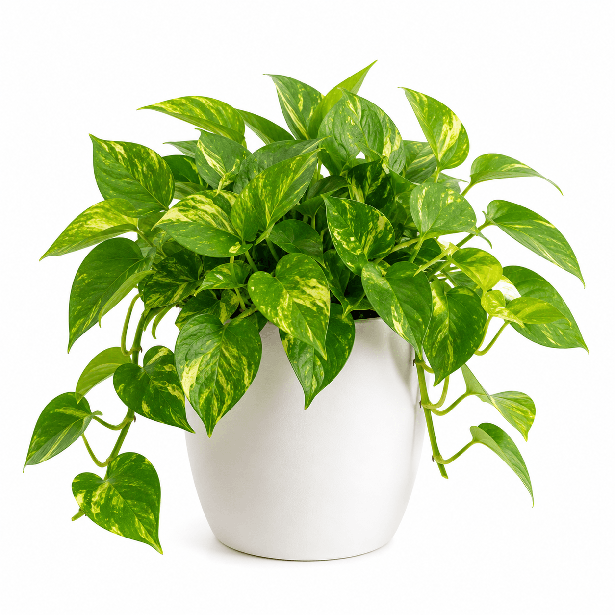 Golden Pothos
