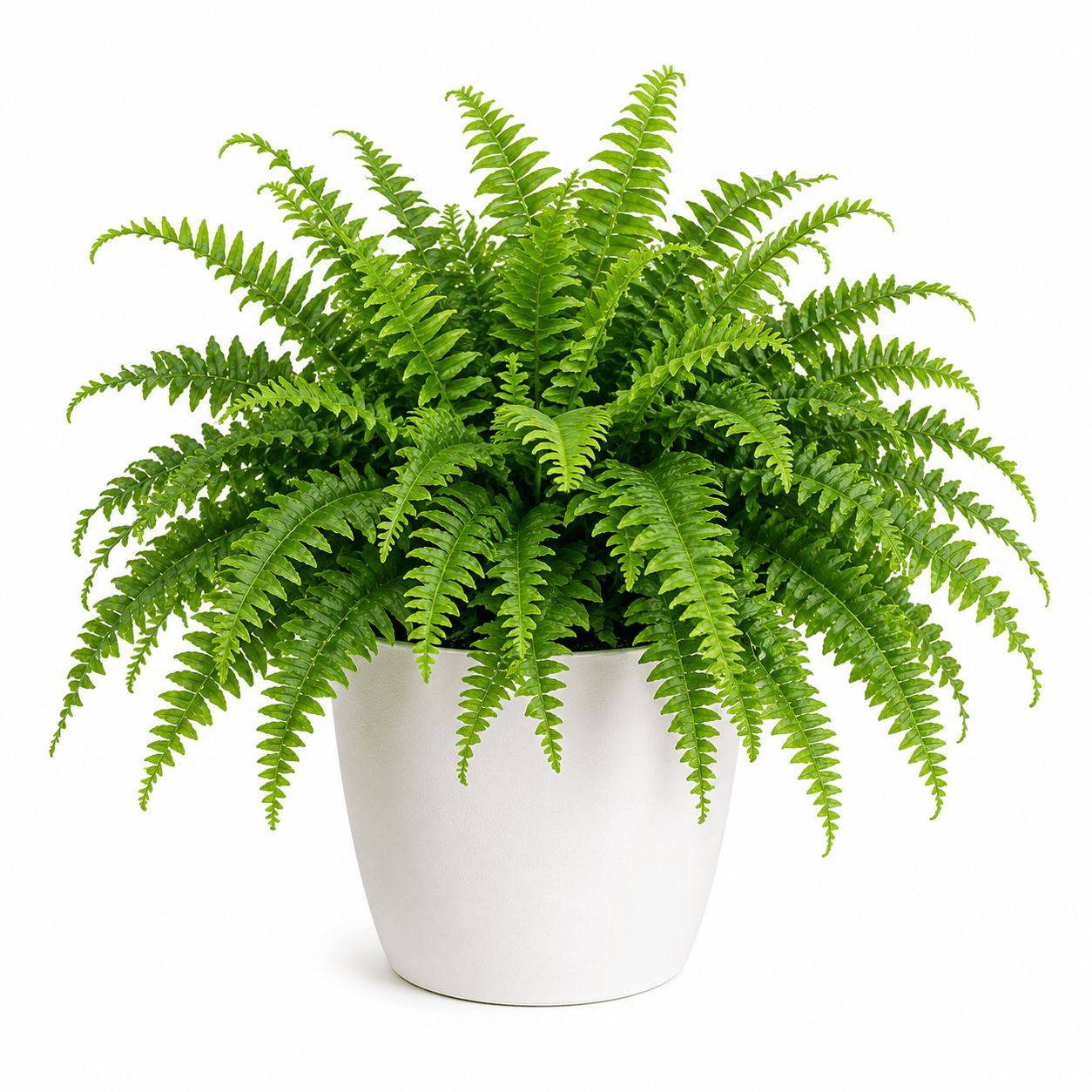 Boston Fern
